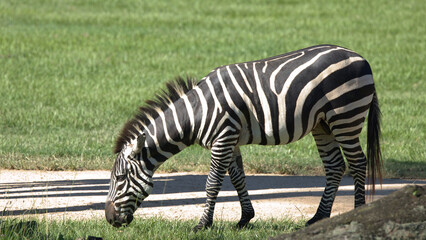 Fototapeta premium Side Profile of a Zebra Grazing on Green Grass in Sunlight