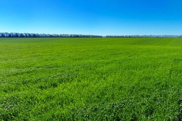 Fototapeta premium Green field and blue sky. Meadow landscape