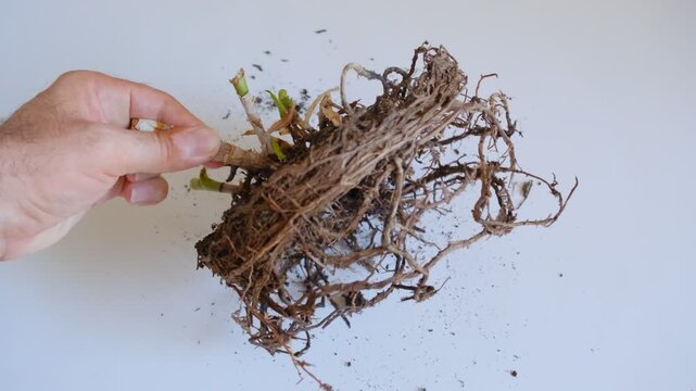 An aloe vera plant whose roots have formed a dense, coiled circular mass in the shape of its previous pot is commonly described as root-bound