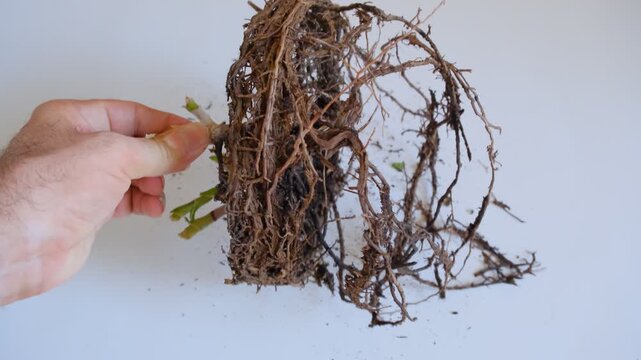 An aloe vera plant whose roots have formed a dense, coiled circular mass in the shape of its previous pot is commonly described as root-bound