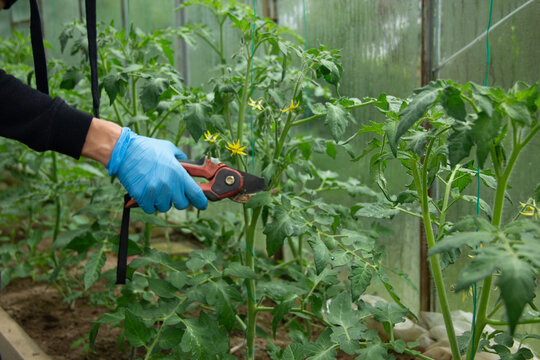 Gardener Cuts Tomato Side Shoots with Secateurs in Greenhouse. Hand in Glove Pruning Bush. Agricultural Harvest Growth Concept. Agriculture and Plant Breeding. Care for Vegetable Crops