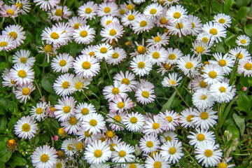 Daisies Bloom in Green Meadow. Bellis Perennis Wildflowers with White Petals and Yellow Centers Grow closely on Summer Grass Lawn. Beautiful Nature Background. Floristry and Botany Concept © fomalgaut