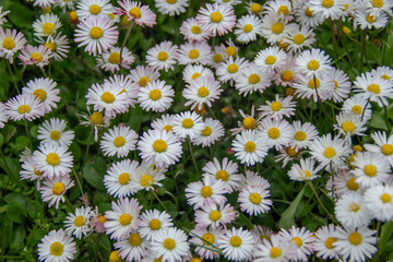 Daisies Bloom in Green Meadow. Bellis Perennis Wildflowers with White Petals and Yellow Centers Grow closely on Summer Grass Lawn. Beautiful Nature Background. Floristry and Botany Concept © fomalgaut