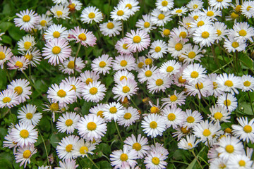 Daisies Bloom in Green Meadow. Bellis Perennis Wildflowers with White Petals and Yellow Centers Grow closely on Summer Grass Lawn. Beautiful Nature Background. Floristry and Botany Concept © fomalgaut
