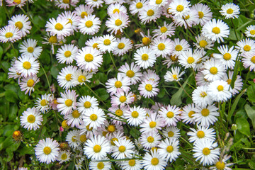 Daisies Bloom in Green Meadow. Bellis Perennis Wildflowers with White Petals and Yellow Centers Grow closely on Summer Grass Lawn. Beautiful Nature Background. Floristry and Botany Concept © fomalgaut