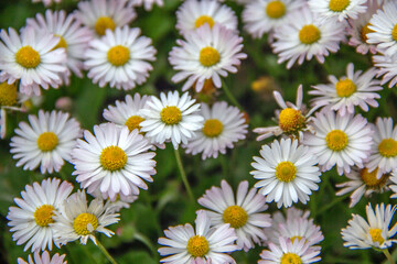 Daisies Bloom in Green Meadow. Bellis Perennis Wildflowers with White Petals and Yellow Centers Grow closely on Summer Grass Lawn. Beautiful Nature Background. Floristry and Botany Concept © fomalgaut