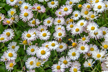 Daisies Bloom in Green Meadow. Bellis Perennis Wildflowers with White Petals and Yellow Centers Grow closely on Summer Grass Lawn. Beautiful Nature Background. Floristry and Botany Concept © fomalgaut