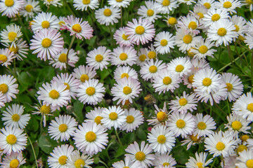 Daisies Bloom in Green Meadow. Bellis Perennis Wildflowers with White Petals and Yellow Centers Grow closely on Summer Grass Lawn. Beautiful Nature Background. Floristry and Botany Concept © fomalgaut