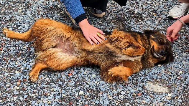 Friendly dog lying on gravel enjoys belly rubs and gentle petting from people
