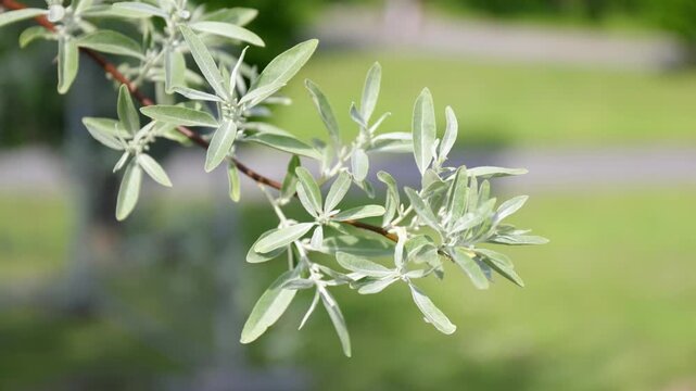A close-up footage of a wild olive tree branch, Russian olive or silver berry moving by the wind