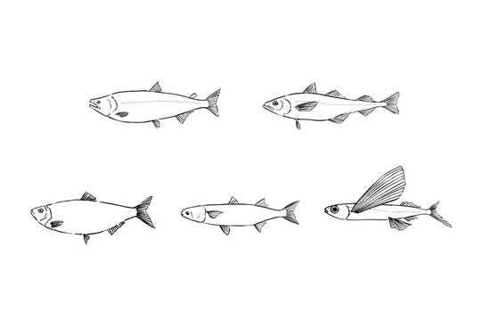 Line Art Set of Fish Species Used for Edible Roe