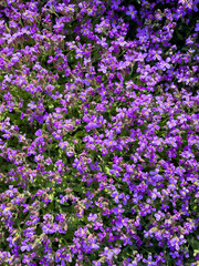 Obraz premium Close-Up of Aubrieta “Blaukissen” Rock Garden Plant with Purple Flowers