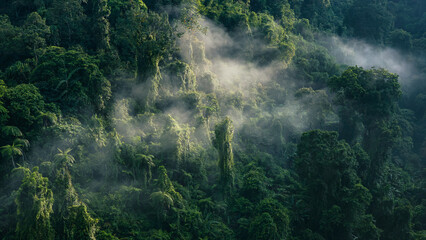 Obraz premium Aerial perspective of lush forest, symbolizing biodiversity, sustainability, and clean air.