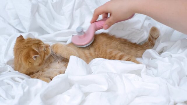 A woman's hand brushing small red tabby kitten on a white sheet.