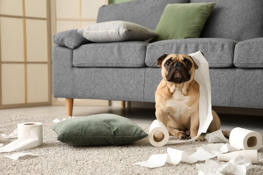Mischievous pug dog sitting on carpet with shredded toilet paper rolls, pet behavior and home mess concept, common pet behavior and the challenges of maintaining order with playful animals