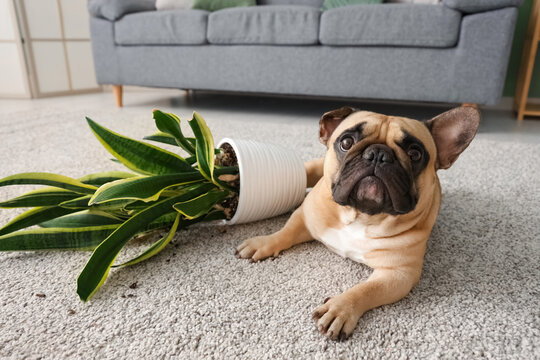 Mischievous french bulldog puppy lying next to overturned houseplant on carpeted floor in living room, the cute dog has a guilty expression, looking directly at the camera with wide eyes