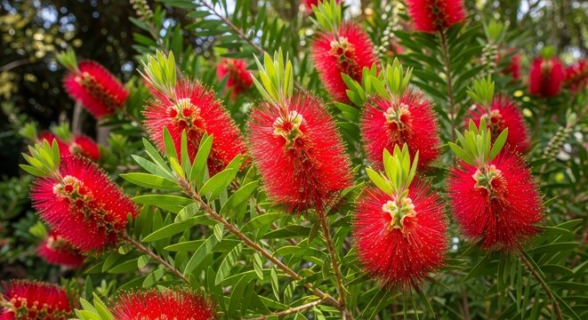 Vibrant Bottlebrush Blooms - A Close-Up of Natures Red Wonders.