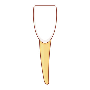 Central Incisor illustration cartoon cute