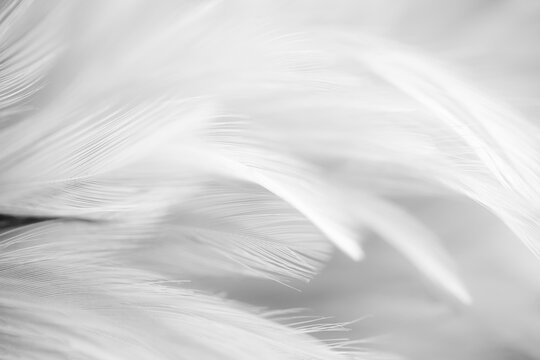 Abstract black and white background texture of soft, fluffy bird feathers.