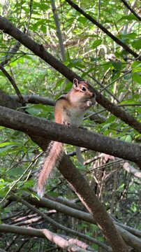 On a summer day, a wild chipmunk with a long tail eats while perched on a tree branch. Vertically 4K footage