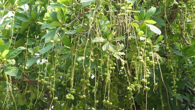 Hijal tree with hanging fruit clusters in serene nature