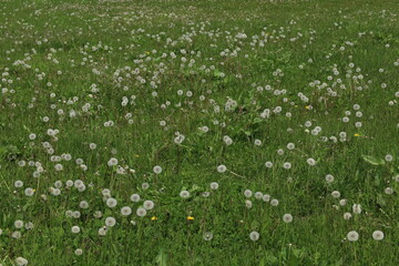 a field of dandelions © Koubo Studios