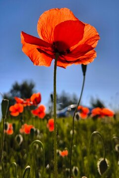 rOne luminous scarlet poppy takes center stage while a dreamy sea of softly blurred blossoms dances behind it. Sunlight reveals the delicate texture of the petals, creating romantic summer scene