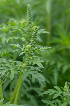 Common Ragweed plant with distinct green leaves and flowering spikes in a natural setting during late summer