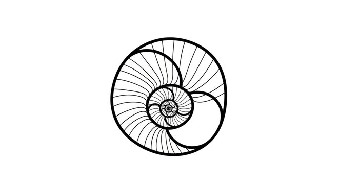 Abstract golden ratio spiral graphic, black line art drawing of a nautilus shell pattern, Fibonacci sequence, mathematical elegance