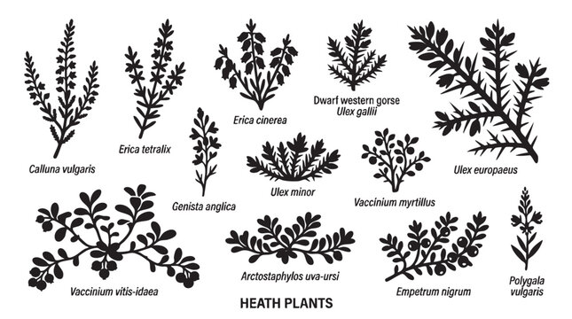 Heath plants vector illustration set with scientific names.