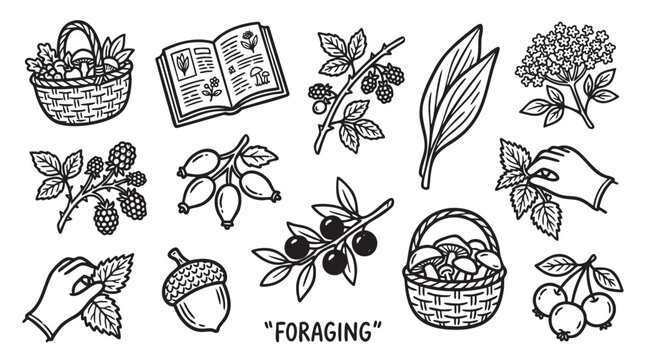 Set of foraging elements featuring wild berries mushrooms and gathered forest plants in hand drawn line art style.