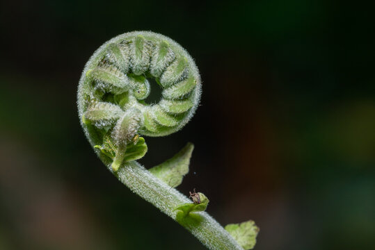 A young, curved fern shoot with sharp, natural texture details against a dull, natural green background. Macro shot.