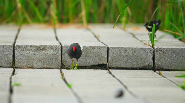 Common moorhen walking on stone steps near green reeds in an urban wetland park during daytime.