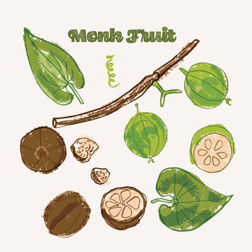 Monk Fruit or luo han guo line art and color hand drawn vector illustration. Rough crayon strokes doodle in an expressive loose coloring book style