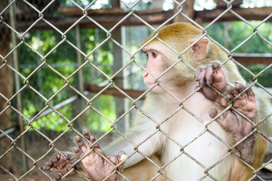 Sad monkey behind bars in a cage, concept of animal cruelty and captivity.