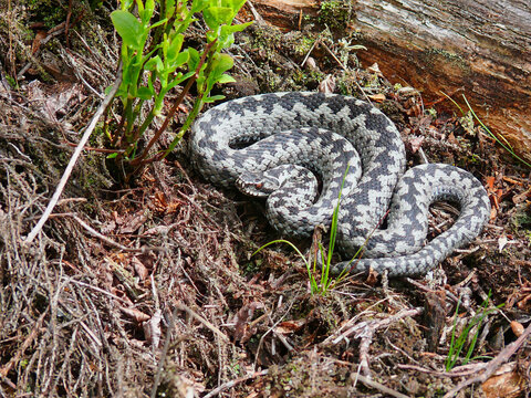 A male European adder (Vipera berus) resting on the forest floor shortly after spring shedding. The characteristic black-and-silver coloration is especially vivid after molting.