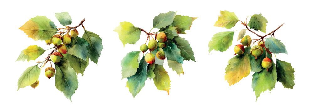 Watercolor painting of oak branches with green, yellow and red leaves and ripening acorns, evoking early autumn botanical beauty on a clean white background