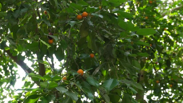 Weeping fig fruit growing on leafy branches