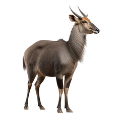 Fototapeta premium PNG of A graceful grey antelope displaying its unique features