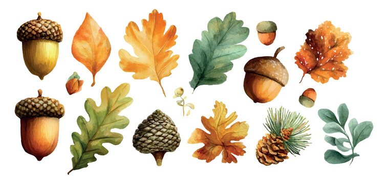 Autumn fall season elements, including oak leaves, pine cones, and acorns, rendered in a watercolor illustration, providing a decorative collection for seasonal and nature themed designs