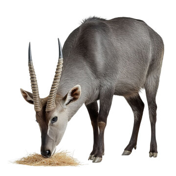 PNG of A majestic gray sable antelope grazing on hay with elegant curved horns.