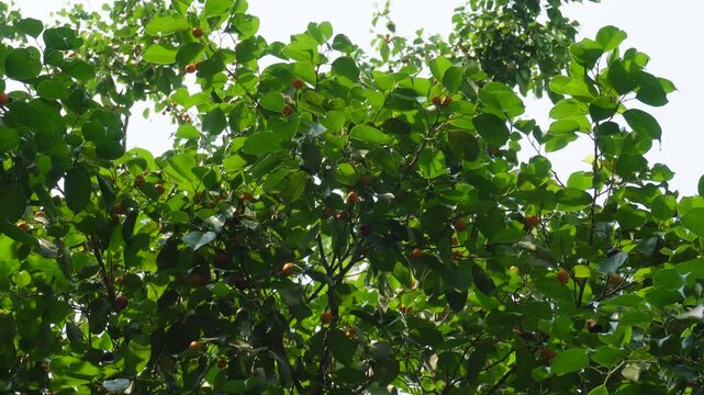 Ripe gab fruit growing on traditional indian tree