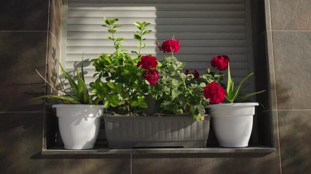 Flowering geranium and aloe vera plants in pots on residential window sill