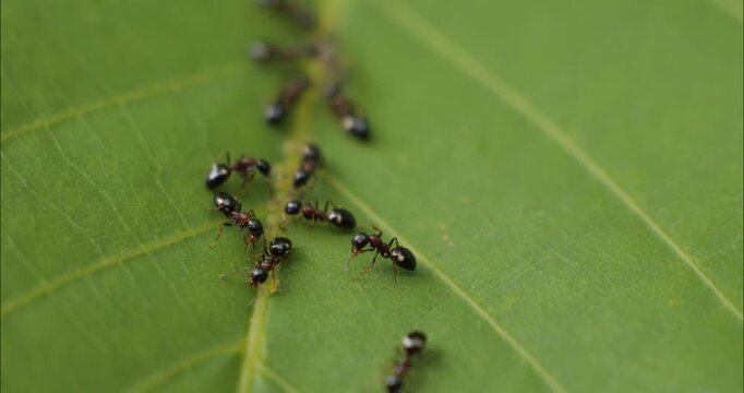 Ants climb on a green leaf and look after aphids. Flora and fauna macro.