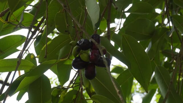 Jamun fruits ripening with tropical goodness