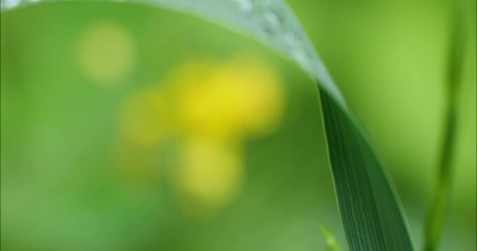 Close-up of a spike of green grass. Summer green grass.