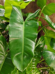 Close-up of a large glossy green Philodendron leaf in a tropical garden  © Jongkol