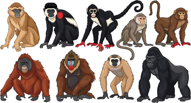 Collection of Different Wild Monkey and Ape Species in Cartoon Flat Vector Illustration Isolated on White