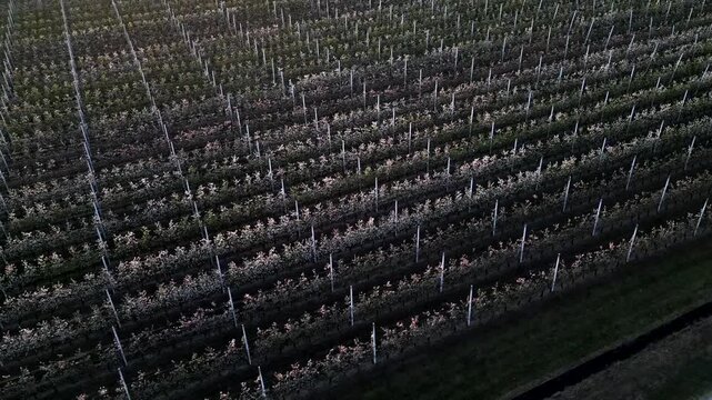 Aerial view, field line of bare apple trees at sunset. Panning 4K