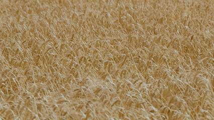 Close Up View of Golden Barley Crops in the Scottish Highlands